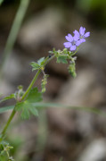 géranium