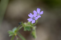 géranium