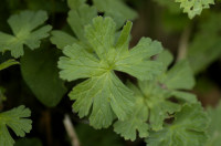 géranium
