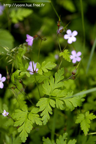 géranium