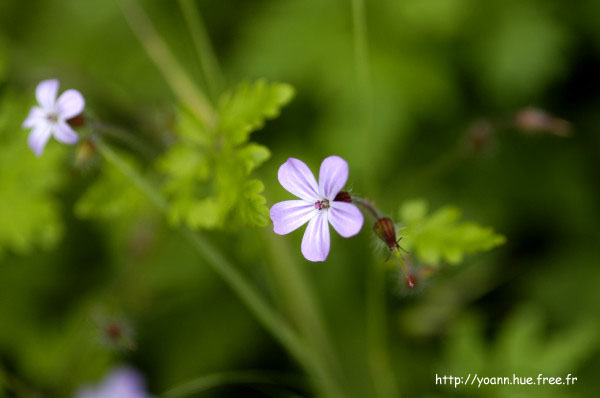 géranium
