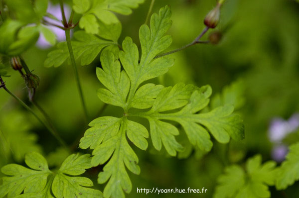 géranium
