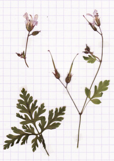géranium