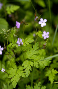 géranium