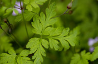 géranium