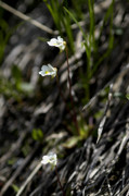 grassette des alpes