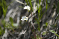 grassette des alpes