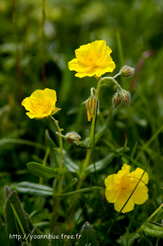Hélianthème vulgaire