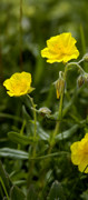 heliantheme
