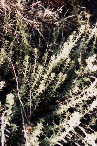 herbe à curry