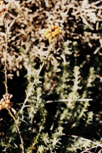 herbe à curry