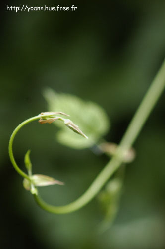 houblon
