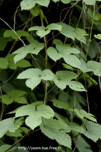houblon