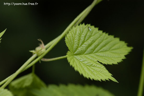 houblon