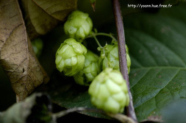 houblon