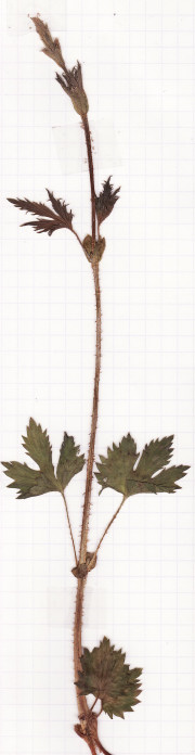 houblon