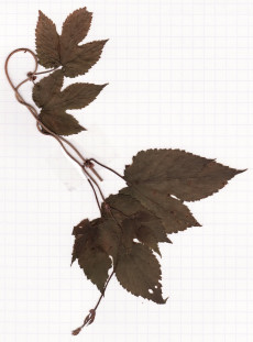 houblon
