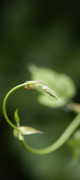 houblon