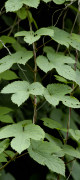 houblon