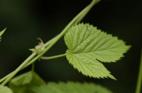 houblon