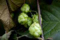 houblon