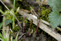 houblon
