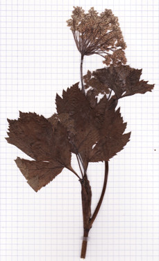 imperatoire