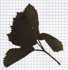 imperatoire