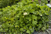 imperatoire