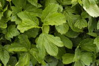 imperatoire