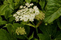 imperatoire