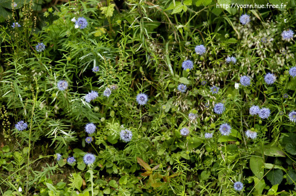 jasione