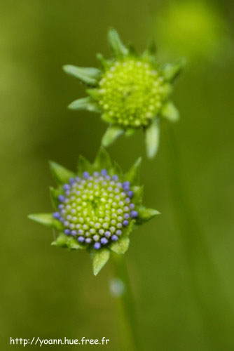 jasione
