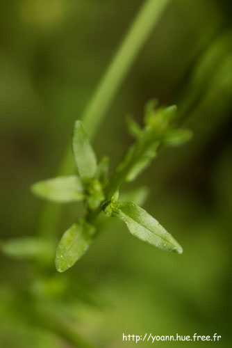 jasione