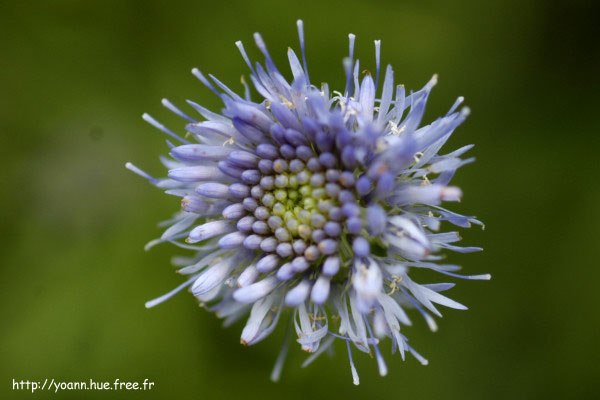 jasione