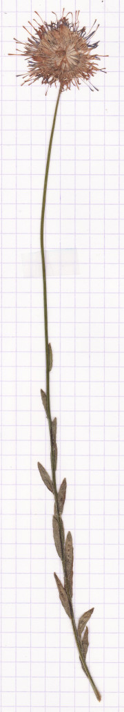 jasione