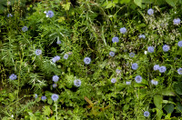 jasione