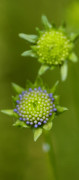 jasione