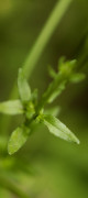 jasione