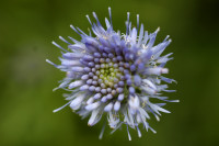 jasione