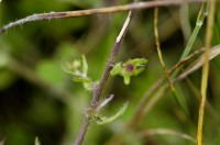 jasione