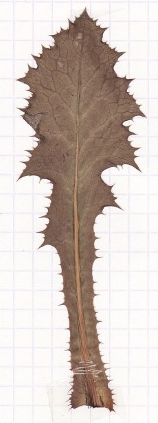 laiteron