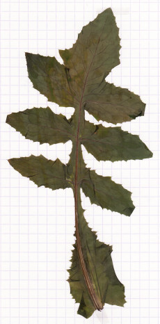 laiteron