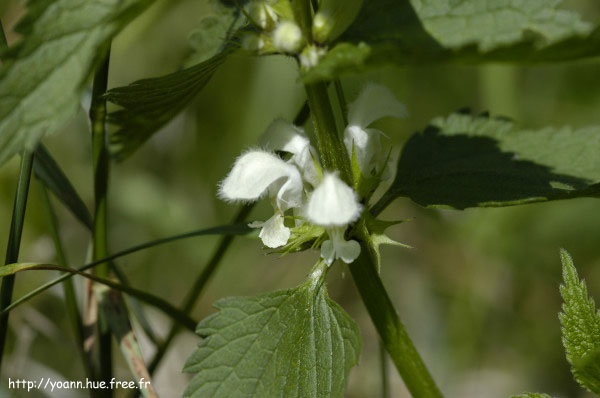lamier blanc