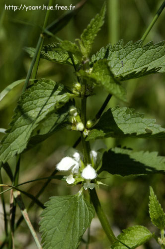 lamier blanc