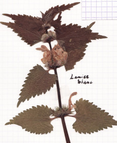 lamier blanc