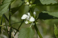 lamier blanc