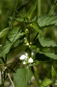 lamier blanc