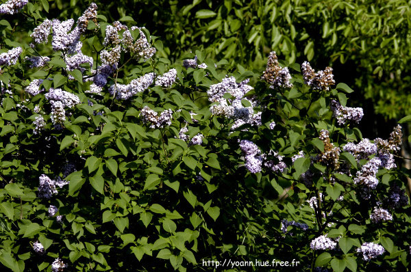 lilas