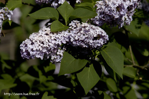lilas